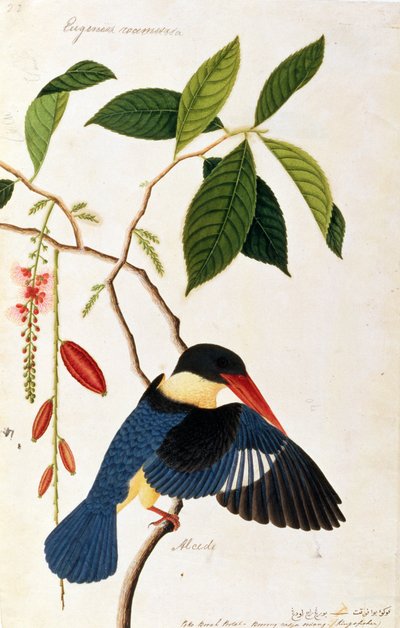 Kingfisher or Alced, Poko Booah Pootal, Boorong radja oodang, from Drawings of Birds from Malacca, c.1805-18 by Chinese School